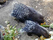 Allstate Animal Control photo porcupines eating
